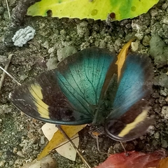 Euphaedra medon medon