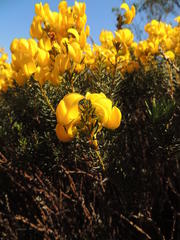 Cyclopia genistoides