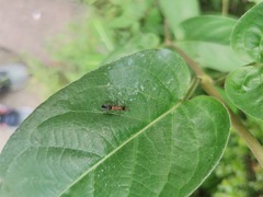 Salticidae