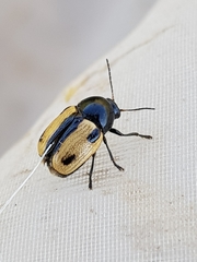 Cryptocephalus vittatus