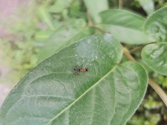 Salticidae