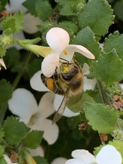 Apis mellifera