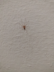 Cithaeron praedonius