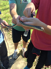 Masticophis lateralis