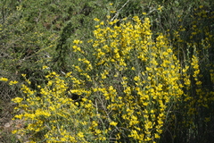 Genista cinerea