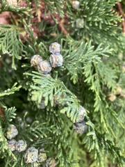 Cupressus × leylandii