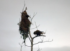 Psarocolius decumanus