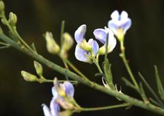 Psoralea verrucosa