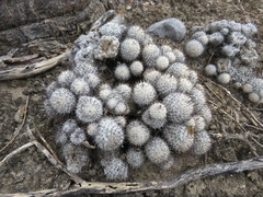 Mammillaria haageana meissneri