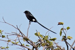 Lanius melanoleucus melanoleucus