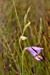 Gladiolus rogersii