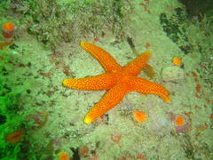 Fromia schultzei