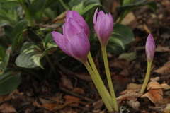 Colchicum speciosum