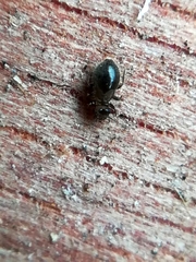 Lepinotus