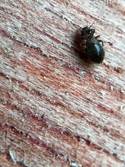 Lepinotus