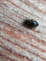 Lepinotus