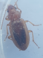 Dicheirotrichus