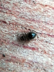 Lepinotus