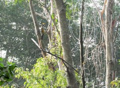 Chrysocolaptes festivus