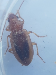 Dicheirotrichus