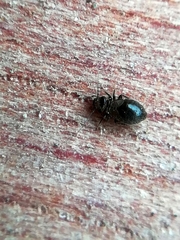 Lepinotus