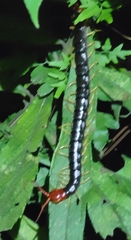Scolopendra mutilans