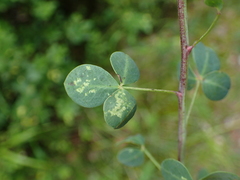 Cytisophyllum sessilifolium