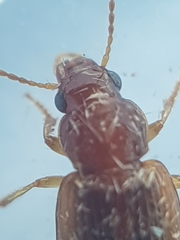 Dicheirotrichus