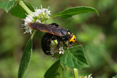 Scolia superciliaris