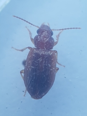 Dicheirotrichus
