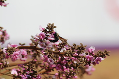 Xylocopa grisescens