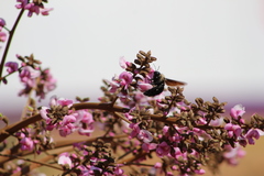 Xylocopa grisescens