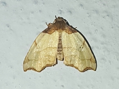 Cirrodistis benedicta