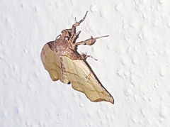 Cirrodistis benedicta