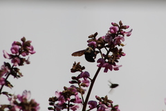 Xylocopa grisescens