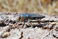 Buprestis lyrata