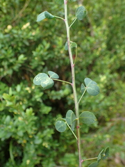 Cytisophyllum sessilifolium