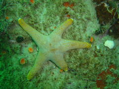 Callopatiria formosa