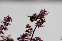 Xylocopa grisescens