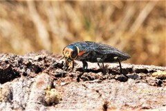 Buprestis lyrata