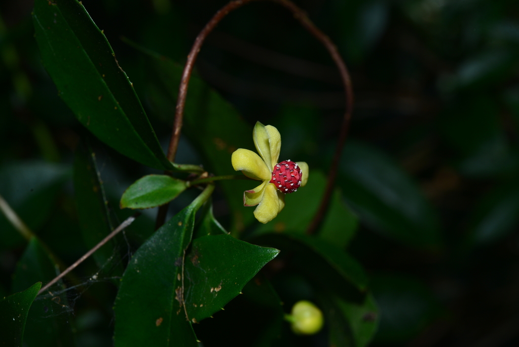 Kadsura oblongifolia (Kadsura oblongifolia)