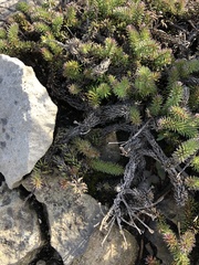 Senecio lycopodioides