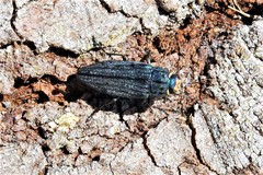 Buprestis lyrata