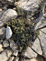 Senecio lycopodioides