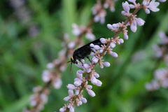 Scolia superciliaris