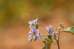 Solanum paniculatum