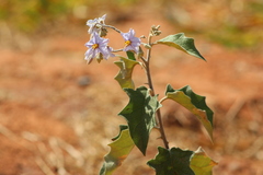 Solanum paniculatum