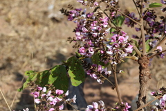 Andira humilis