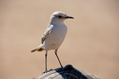 Emarginata tractrac