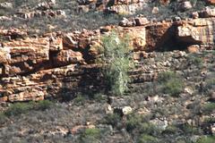 Ficus cordata cordata